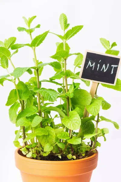 Canlı bir nane bitkisi terracotta tenceresinde gelişir. Yeşil yapraklar taze ve gür, yanında bitkiyi tanımlayan küçük bir karatahta etiketi var. Aşçılık için mükemmel..