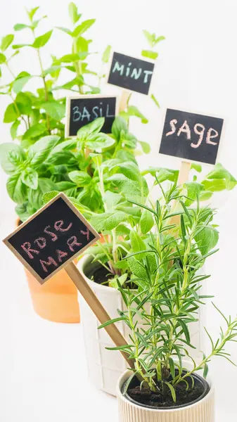 Saksı otları, fesleğen, nane, adaçayı ve biberiye adlarını taşıyan karatahta etiketleriyle sergilenir. Düzenlemede açık bir arkaplan karşısında canlı yeşillikler sergileniyor.