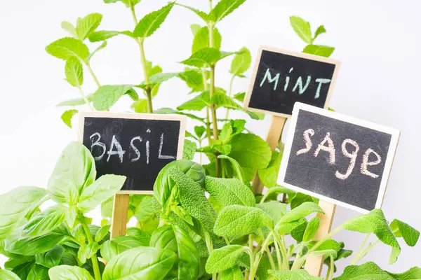 Bitkiler doğal ışık altında canlı yeşil yapraklar sergiler. Her bitkinin üzerinde fesleğen, nane ve adaçayını gösteren bir karatahta etiketi var..