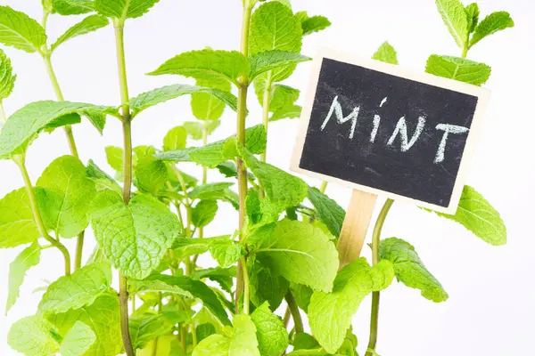 Bereketli yeşil nane bitkisi canlı yapraklar içerir, bir bahçe ortamında gelişir. Küçük bir karatahta levhası belirgin bir şekilde duruyor, kolayca teşhis edilebilmesi için bitkinin adını gösteriyor..