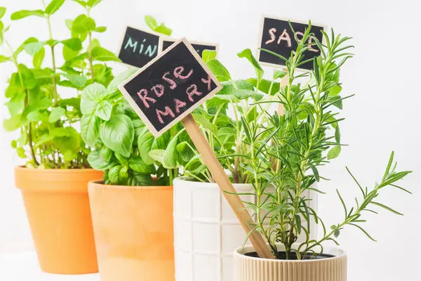 Taze otlarla dolu renkli tencereler biberiye, nane ve adaçayı için karatahta etiketleri sergiliyorlar. Canlı yeşillik, iyi ışıklandırılmış kapalı bir alanda sergileniyor ve canlı bir atmosfer yaratıyor..