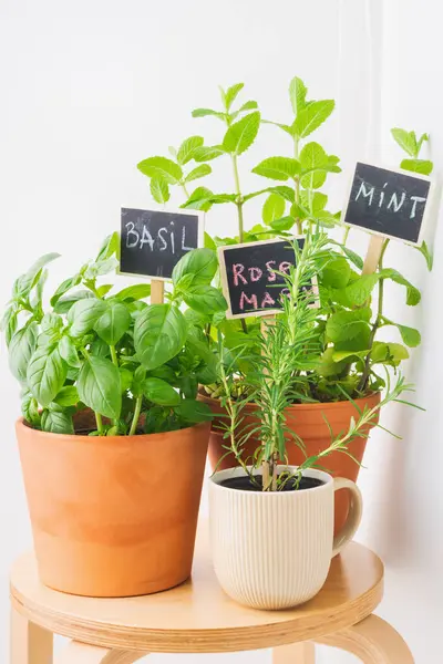 Gelişen otlarla dolu üç tencere ahşap bir taburede sergilenir. Etiketler fesleğen, nane ve biberiye, kapalı alanda bahçıvanlık ve tazeliği gösteriyor..