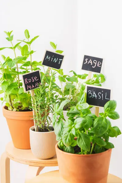 Nane, fesleğen, adaçayı ve biberiye içeren, ahşap bir tezgahta zarif bir şekilde yerleştirilmiş saksı bitkisi koleksiyonu. Canlı yeşil yapraklar karatahta işaretleriyle etiketlenmiş terakotta kaplarında gelişir..