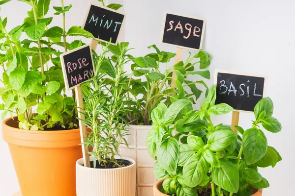 Canlı, kapalı bir bahçe vitrininde naneler, adaçayı, biberiye ve fesleğen vardı. Her birinde karatahta işaretleri vardı. Düzenleme alana yeşillik ekler.