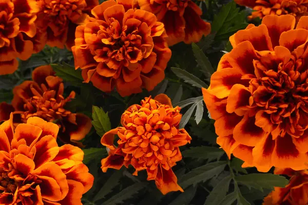 Parlak turuncu kadife çiçekleri yemyeşil yaprakların arasında çiçek açar ve gündüz saatlerinde bahçede büyüleyici bir doğal güzellik gösterisi yaratır..