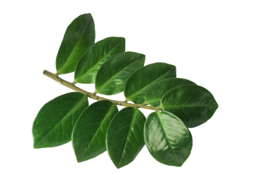 Canlı yeşil yapraklardan oluşan bir derleme tek bir gövdede sergilenir, her bir yaprak ışığı yansıtır ve pürüzsüz dokusunu vurgular. Düzenleme doğanın detaylarını ve güzelliğini vurguluyor..