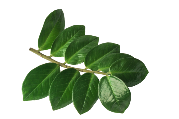 Canlı yeşil yapraklardan oluşan bir derleme tek bir gövdede sergilenir, her bir yaprak ışığı yansıtır ve pürüzsüz dokusunu vurgular. Düzenleme doğanın detaylarını ve güzelliğini vurguluyor..