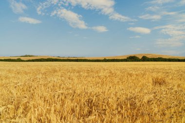 Geniş bir buğday tarlası dolu. Manzara, doğanın güzelliğini ve tarımsal bolluğunu gözler önüne sererek uzak mesafelere kadar uzanıyor..