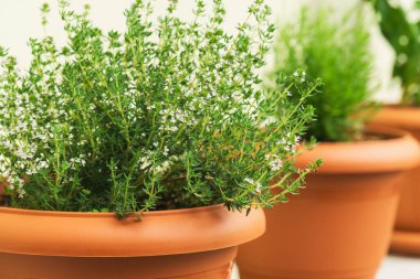 Taze kekik otları taze yeşillik sergiler, mutfak bahçesinde gelişir, yemek yapmak için mükemmeldir. Bu sürdürülebilir kurulum, eko-dost uygulamaları ve yemek hazırlama becerisini teşvik etmektedir..