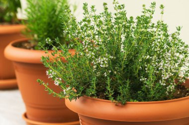 Taze kekik otları terakotta tencerelerinde gelişiyor. Mutfak yemeklerini geliştirmek için mükemmel. Bu kurulum, mutfak sürdürülebilirliğini ve becerikli yemek pişirme için çevre dostu uygulamaları teşvik etmektedir..