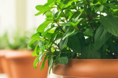 Yeşil otlar terracotta tencerelerinde gelişiyor, aşçılık kullanımına hazır. Bu kurulum sürdürülebilirliği vurguluyor ve ev yemeği meraklılarına kolay erişim sunuyor.