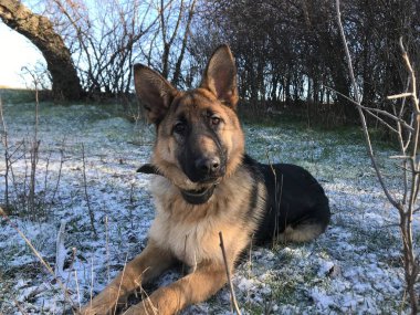 Güneşli bir kış gününde Alman çoban köpeği