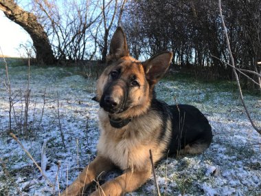 Güneşli bir kış gününde Alman çoban köpeği