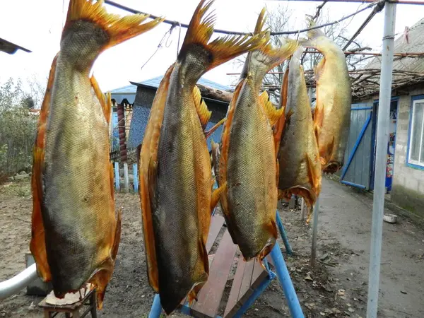 Doğal sigara içerken balıkların nasıl değiştiğini.