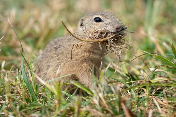 stock image The European ground squirrel (Spermophilus citellus), also known as the European souslik, is a species from the squirrel family, Sciuridae. It is among the few European species in the genus Spermophilus. Like all squirrels, it is a member of the rode