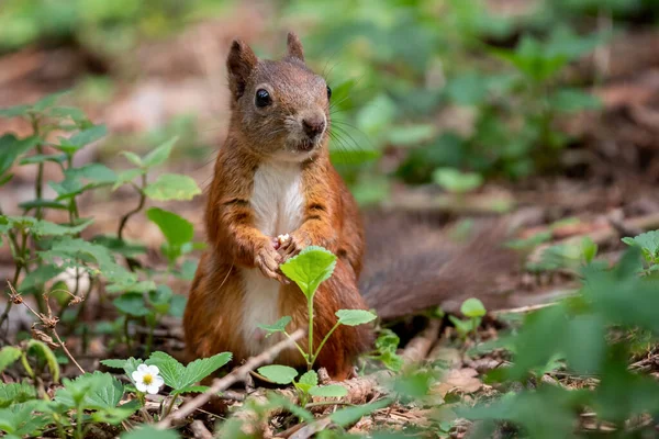 stock image The red squirrel (Sciurus vulgaris) is a species of tree squirrel in the genus Sciurus common throughout Europe and Asia. The red squirrel is an arboreal, primarily herbivorous rodent. In Great Britain, Ireland, and in Italy numbers have decreased dr