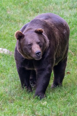 Boz ayı (Ursus arctos) Avrasya ve Kuzey Amerika 'da bulunan büyük bir ayı türüdür. Kahverengi ayının aralığında Rusya, Orta Asya, Himalayalar, Çin, Kanada, ABD, Hokkaido, İskandinavya, Finlandiya, Balkanlar yer alıyor.,