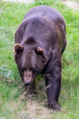 Boz ayı (Ursus arctos) Avrasya ve Kuzey Amerika 'da bulunan büyük bir ayı türüdür. Kahverengi ayının aralığında Rusya, Orta Asya, Himalayalar, Çin, Kanada, ABD, Hokkaido, İskandinavya, Finlandiya, Balkanlar yer alıyor.,