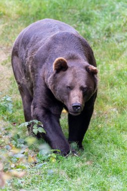 Boz ayı (Ursus arctos) Avrasya ve Kuzey Amerika 'da bulunan büyük bir ayı türüdür. Kahverengi ayının aralığında Rusya, Orta Asya, Himalayalar, Çin, Kanada, ABD, Hokkaido, İskandinavya, Finlandiya, Balkanlar yer alıyor.,