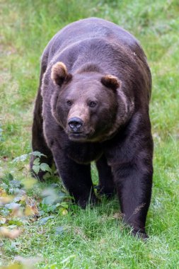 Boz ayı (Ursus arctos) Avrasya ve Kuzey Amerika 'da bulunan büyük bir ayı türüdür. Kahverengi ayının aralığında Rusya, Orta Asya, Himalayalar, Çin, Kanada, ABD, Hokkaido, İskandinavya, Finlandiya, Balkanlar yer alıyor.,