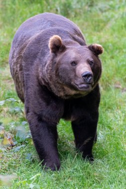 Boz ayı (Ursus arctos) Avrasya ve Kuzey Amerika 'da bulunan büyük bir ayı türüdür. Kahverengi ayının aralığında Rusya, Orta Asya, Himalayalar, Çin, Kanada, ABD, Hokkaido, İskandinavya, Finlandiya, Balkanlar yer alıyor.,