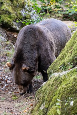 Boz ayı (Ursus arctos) Avrasya ve Kuzey Amerika 'da bulunan büyük bir ayı türüdür. Kahverengi ayının aralığında Rusya, Orta Asya, Himalayalar, Çin, Kanada, ABD, Hokkaido, İskandinavya, Finlandiya, Balkanlar yer alıyor.,