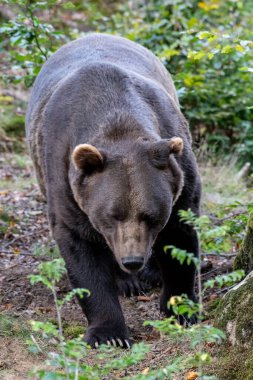 Boz ayı (Ursus arctos) Avrasya ve Kuzey Amerika 'da bulunan büyük bir ayı türüdür. Kahverengi ayının aralığında Rusya, Orta Asya, Himalayalar, Çin, Kanada, ABD, Hokkaido, İskandinavya, Finlandiya, Balkanlar yer alıyor.,