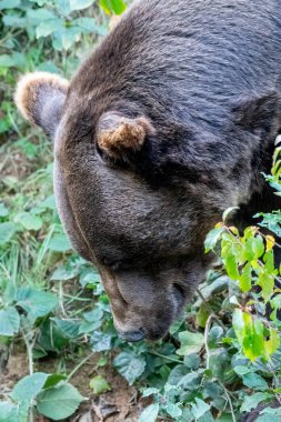 Boz ayı (Ursus arctos) Avrasya ve Kuzey Amerika 'da bulunan büyük bir ayı türüdür. Kahverengi ayının aralığında Rusya, Orta Asya, Himalayalar, Çin, Kanada, ABD, Hokkaido, İskandinavya, Finlandiya, Balkanlar yer alıyor.,