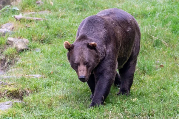 Boz ayı (Ursus arctos) Avrasya ve Kuzey Amerika 'da bulunan büyük bir ayı türüdür. Kahverengi ayının aralığında Rusya, Orta Asya, Himalayalar, Çin, Kanada, ABD, Hokkaido, İskandinavya, Finlandiya, Balkanlar yer alıyor.,