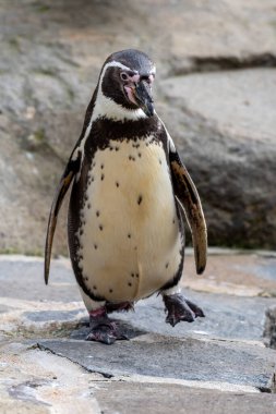 Humboldt pengueni (Spheniscus humboldti), penguengiller (Spheniscidae) familyasından bir kuş türü. Güney Amerika 'da, Peru ve Şili kıyılarında meydana gelir.. 