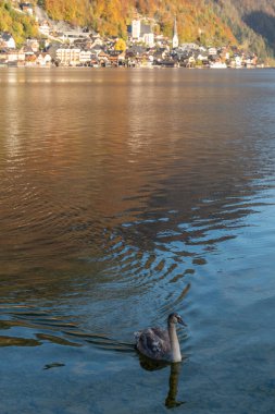 Hallstatt Tuz Madeni dünyanın en eski madenlerinden biridir. 7000 yıldan fazladır burada madencilik devam etmektedir ve bir zamanlar Avrupa 'nın neredeyse tamamını tedarik etmiştir. Madencilik bugüne kadar devam etti..