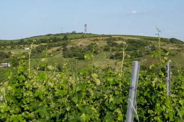Palava, Çek Cumhuriyeti 'nin Güney Moravya Bölgesi' nde Avusturya sınırında yer alan koruma altındaki bir peyzaj alanı ve UNESCO biyosfer rezervi..