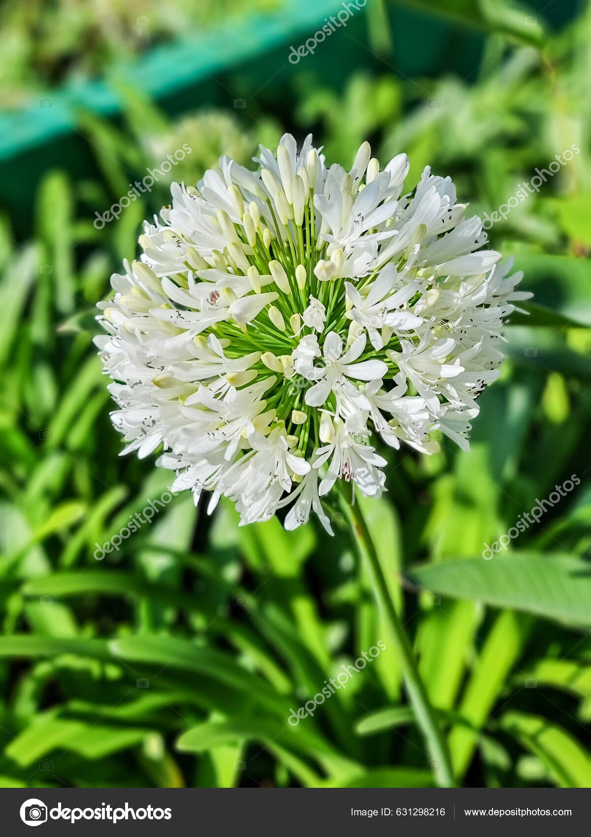 Agapanthus Stock Photos, Royalty Free Agapanthus Images | Depositphotos