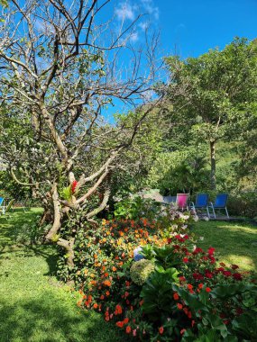 Panama, çiçekler ve yazın bir bahçenin bitkileri