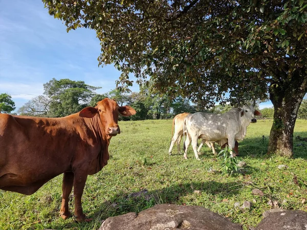 stock image Panama, Pedasi countryside, group of Brahma Cattle looking into camera