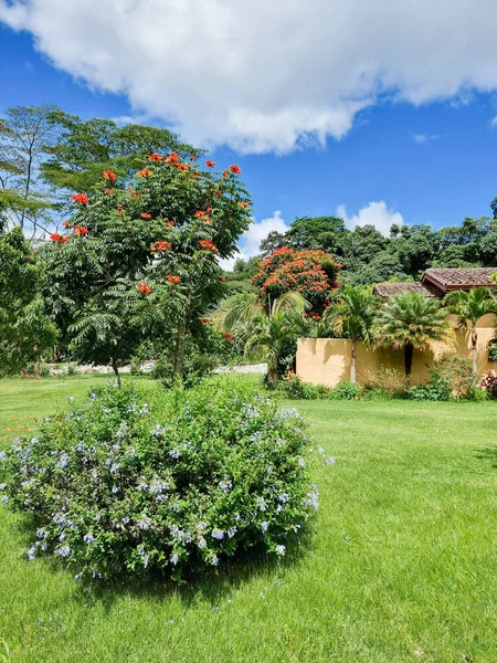 Panama Omgivningar Boquete Tropiska Trädgårdar Och Träd Med Röda Blommor — Stockfoto