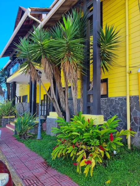 Panama Boquete Giant Yuccas Turist Danışma Ofisi Önünde — Stok fotoğraf