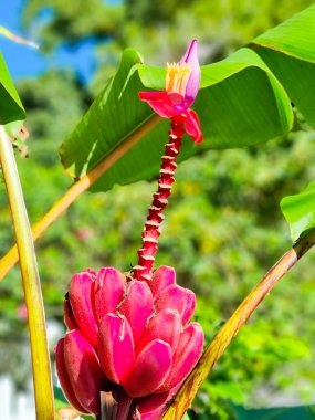 Kosta Rika, tropikal orman portresindeki kırmızı muzlar