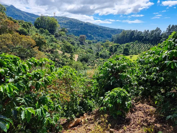 Panama Boquete Panoramic View Surrounding Hills Coffee Cultivations Rainforest Royalty Free Stock Images
