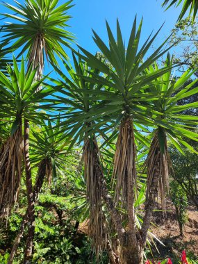 Panama, San Felix, ormandaki bir grup Cordyline australis palmiyesi.