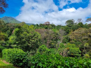Panama, Boquete, Baru volkanının yamaçlarında tropikal bitki örtüsü, panoramik manzara.