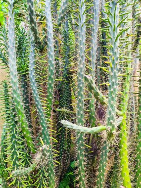 Panama, Boquete, Austrocylindropuntia subulata kaktüsü, kapatın.