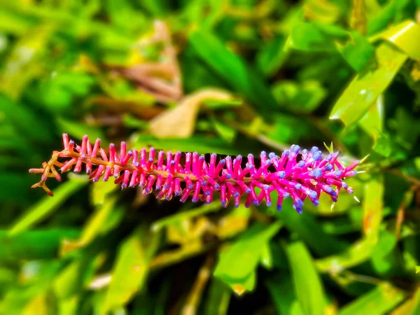 巴拿马 Boquete 紫色的Bromeliad花靠近 — 图库照片