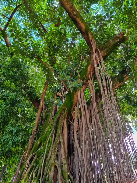 Kolumbia Medellin Függöny Fügefa Bolivar Parkban Ficus Virens Fojtogató Fügefa — Stock Fotó
