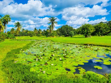 Meksika, Cancun, nilüfer çiçekleri ile dolu bir gölet, güneşli bir günde palmiye ağaçları arasında.