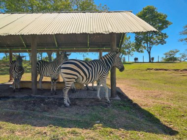 Kolombiya, Doradal, 24 Temmuz 2023, Zebralar parkta