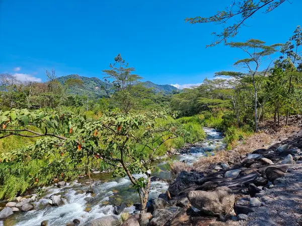 Panama, Boquete, Caldera dereleri yazın ormana akar.