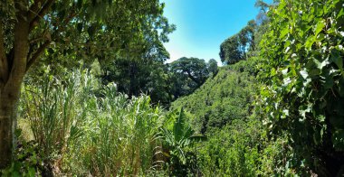 Panama, Boquete, verimli tropikal doğa bir dağ yamacında