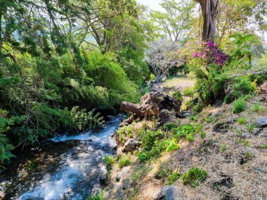 Panama, Boquete, sabah güneşinde dere kıyısında ağaç kütüğü.