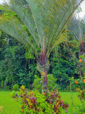 Panama, Boquete, tropik bir bahçede üçgen palmiye ağacı.